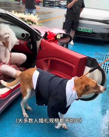 豪车法拉利接亲外国小伙乐坏了不朽情缘富婆给狗办婚礼送豪宅(图7)