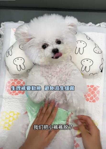 豪车法拉利接亲外国小伙乐坏了不朽情缘富婆给狗办婚礼送豪宅(图4)