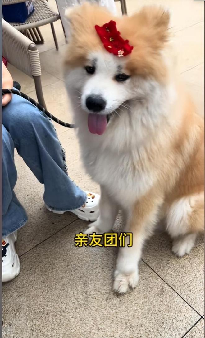 豪车法拉利接亲外国小伙乐坏了不朽情缘富婆给狗办婚礼送豪宅(图3)