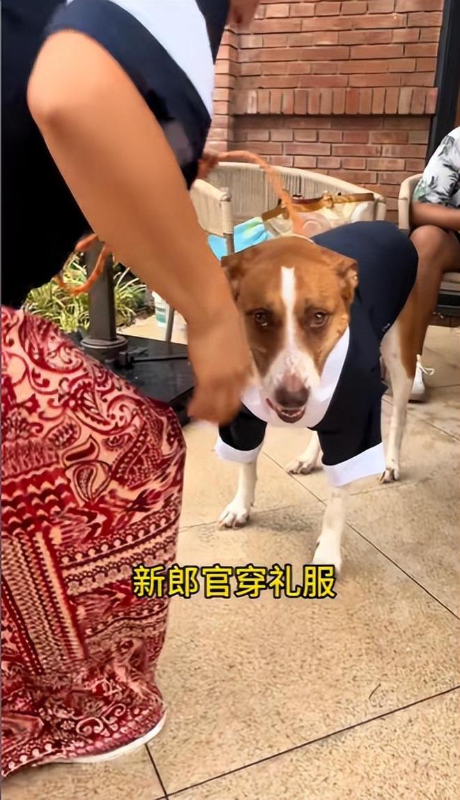 豪车法拉利接亲外国小伙乐坏了不朽情缘富婆给狗办婚礼送豪宅(图17)