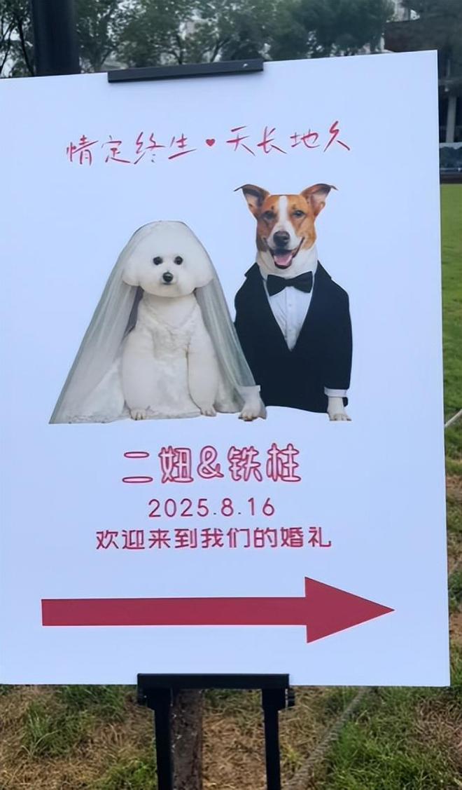 豪车法拉利接亲外国小伙乐坏了不朽情缘富婆给狗办婚礼送豪宅(图15)