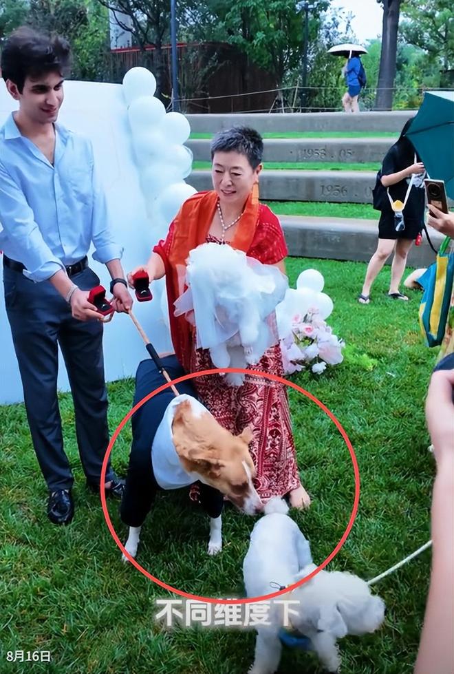 豪车法拉利接亲外国小伙乐坏了不朽情缘富婆给狗办婚礼送豪宅(图18)