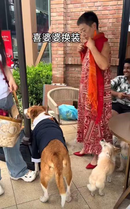豪车法拉利接亲外国小伙乐坏了不朽情缘富婆给狗办婚礼送豪宅(图12)