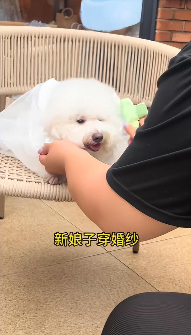 豪车法拉利接亲外国小伙乐坏了不朽情缘富婆给狗办婚礼送豪宅(图23)