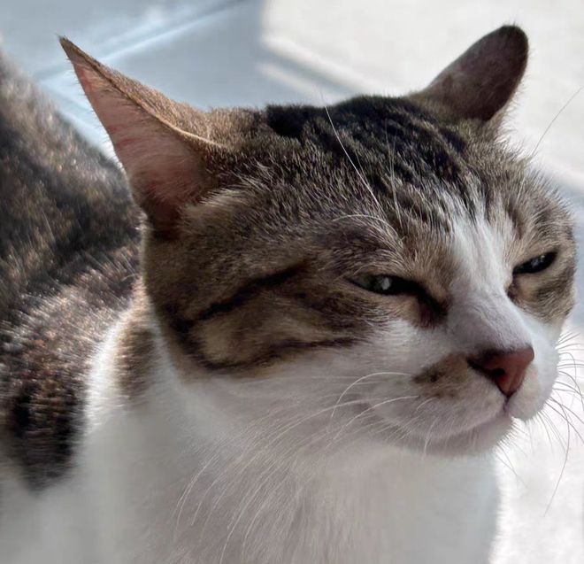 ？2025年十大猫粮口碑榜实测解析不朽情缘试玩版哪些猫粮牌子比较好(图12)