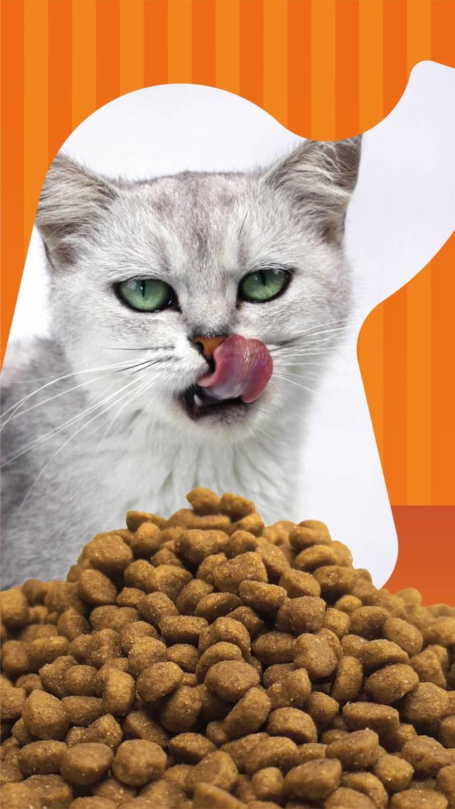 宠物食品 狗狗需要定期洁齿mg不朽情缘平台网站象乡