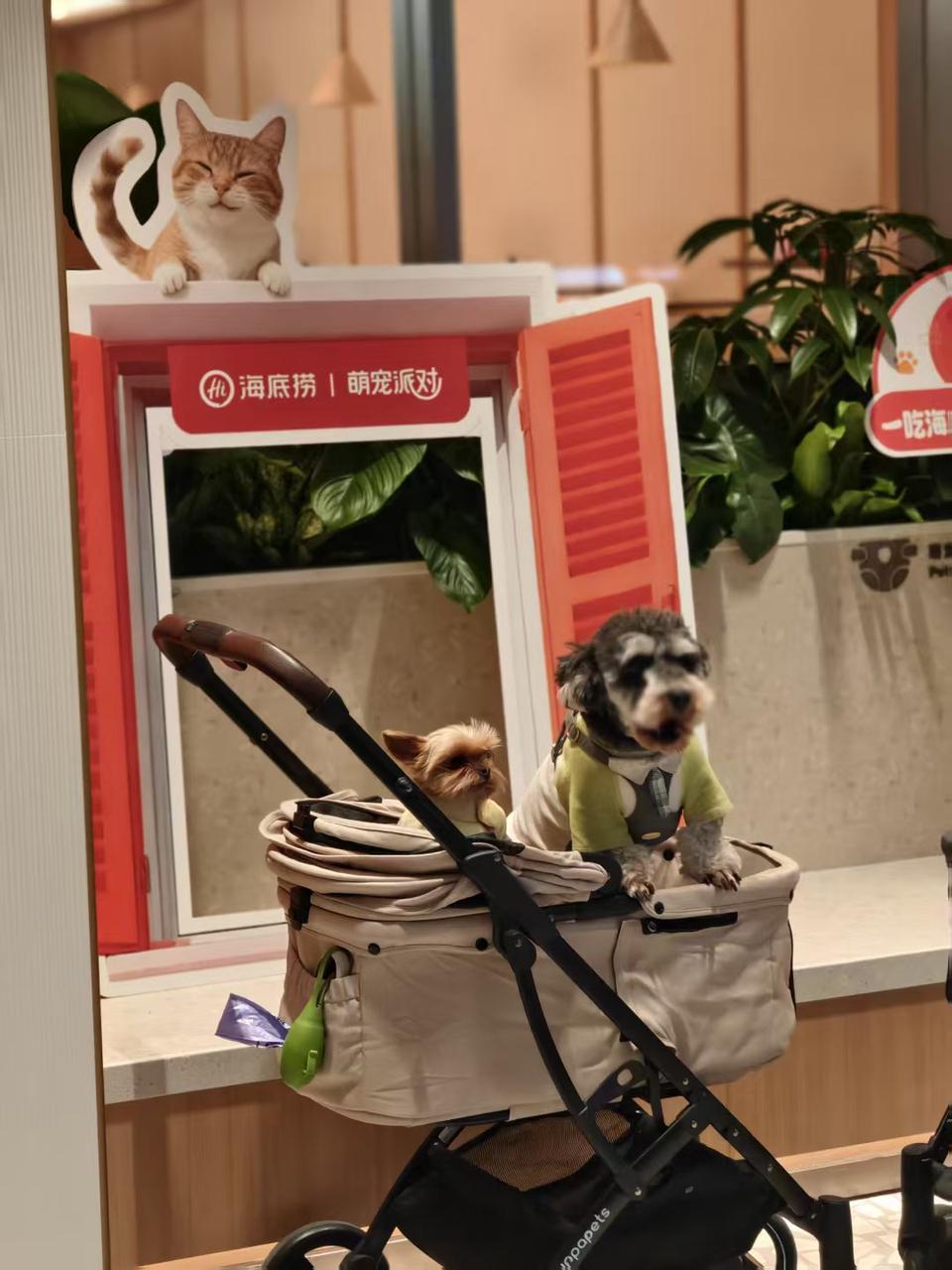 户苏州 创新场景开启“与宠相伴”火锅新体验mg不朽情缘游戏平